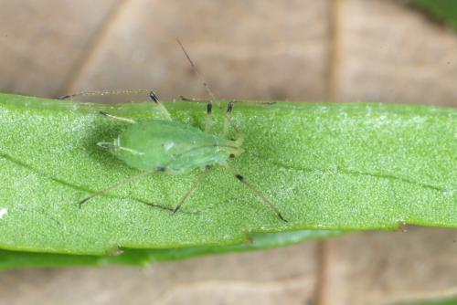 Macrosiphum hellebori